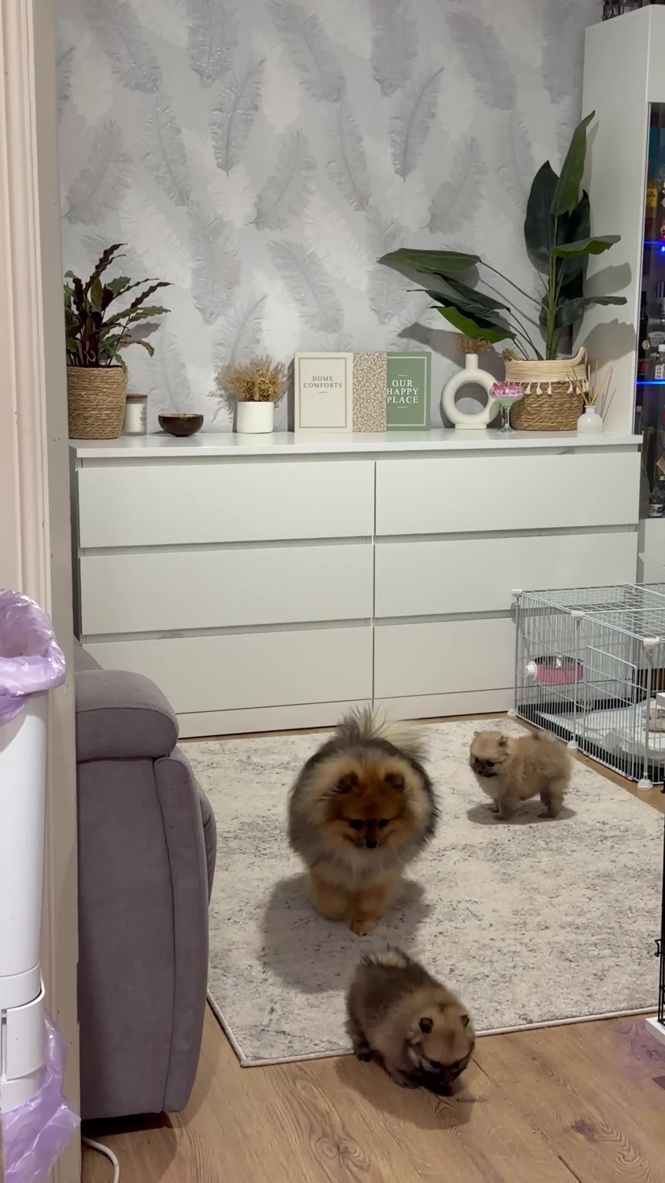 Pomeranian dogs for stud: Charlie – KC Registered Proven Pomeranian Stud - Video 2