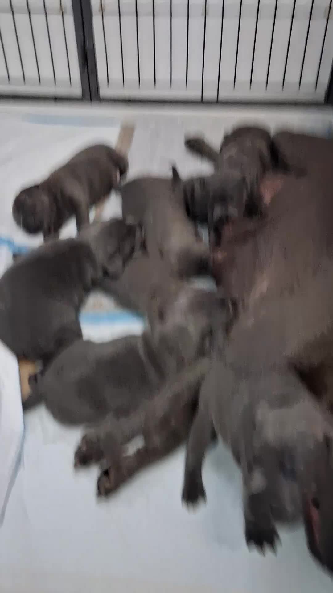 Staffordshire Bull Terrier dogs for sale: Blue Staffordshire Bull Terrier  - Video 1