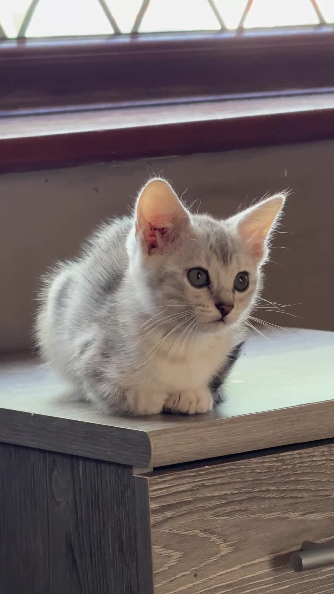 Mixed Breed cats for sale: Cutest kittens!  - Video 1