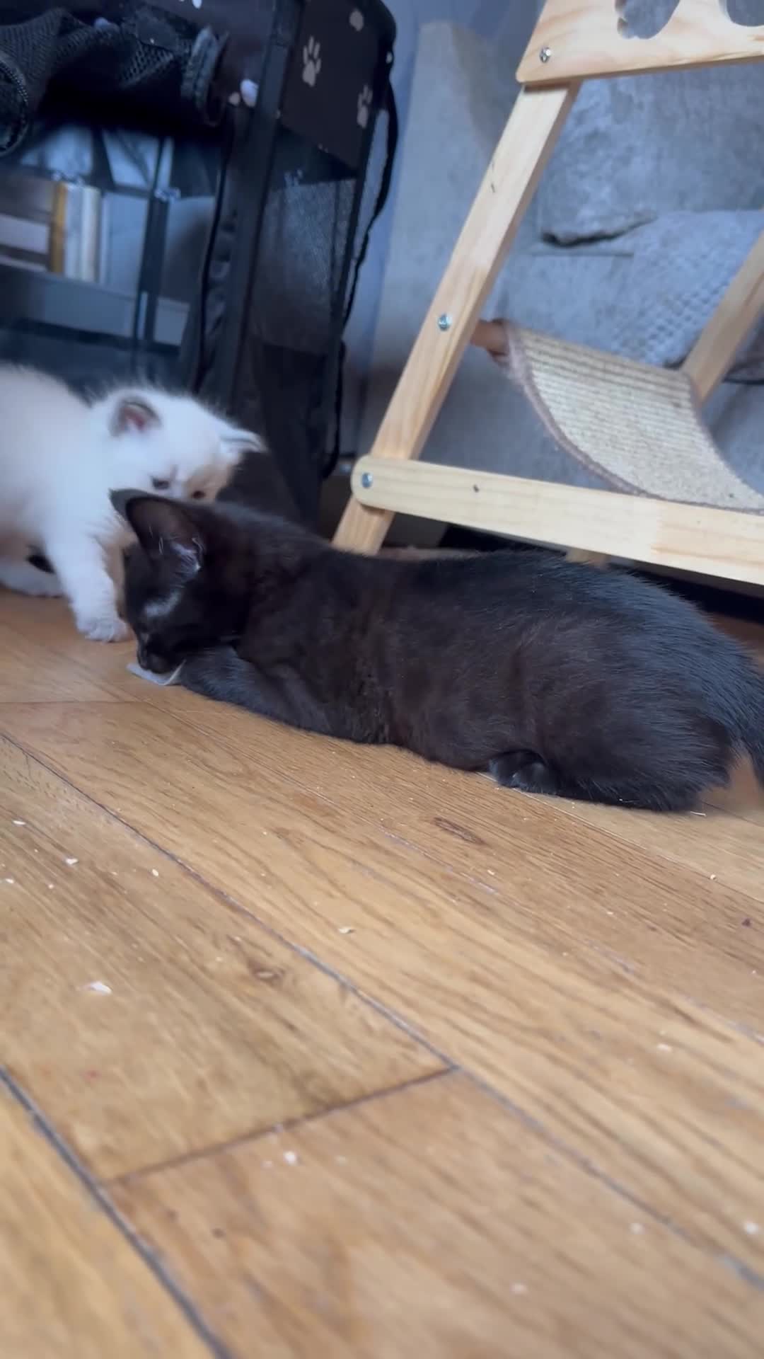 Savannah cats for sale: F4 Savannah kittens  - Video 4