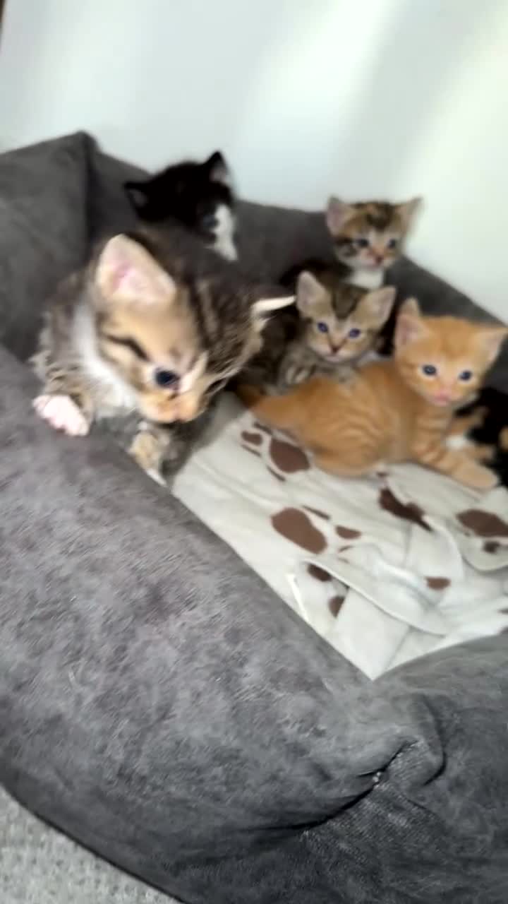 Mixed Breed cats for sale: 6 adorable kittens - Video 3