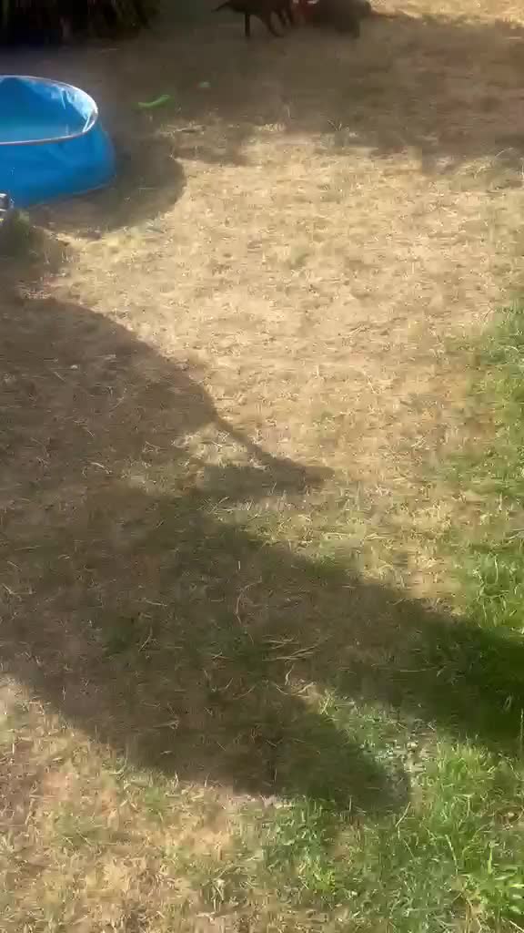 Belgian Shepherd Dog dogs for sale: PURE BREED BELGIAN MALINOIS  in Dunmow - Video 3