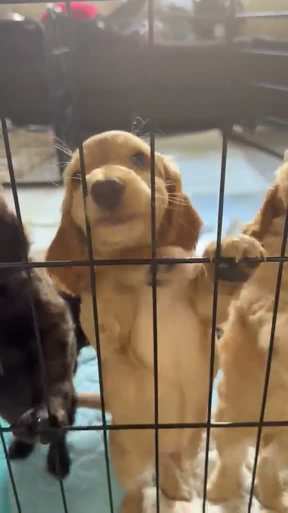 Cockapoo dogs for sale: READY TO LEAVE - 1 Male Cockapoo  - Video 2