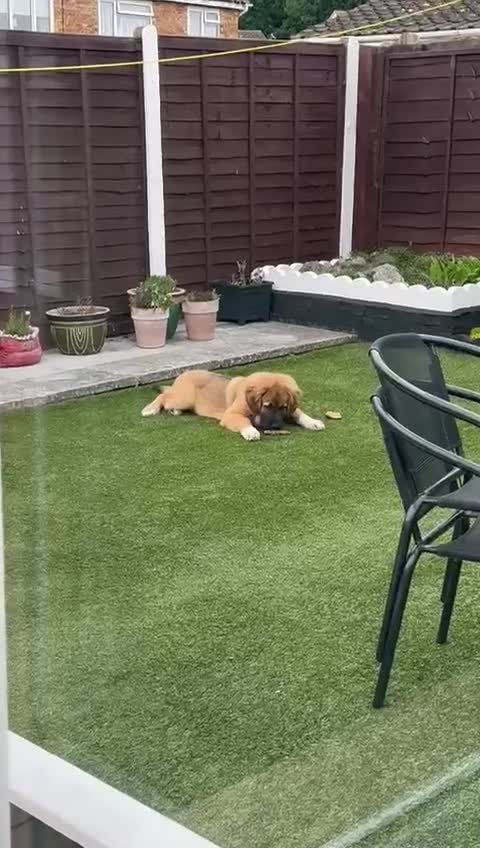 Caucasian Shepherd Dog dogs for sale: Bruce 3/4Ovcharka (Caucasian Shepherd)1/4StBernard - Video 3