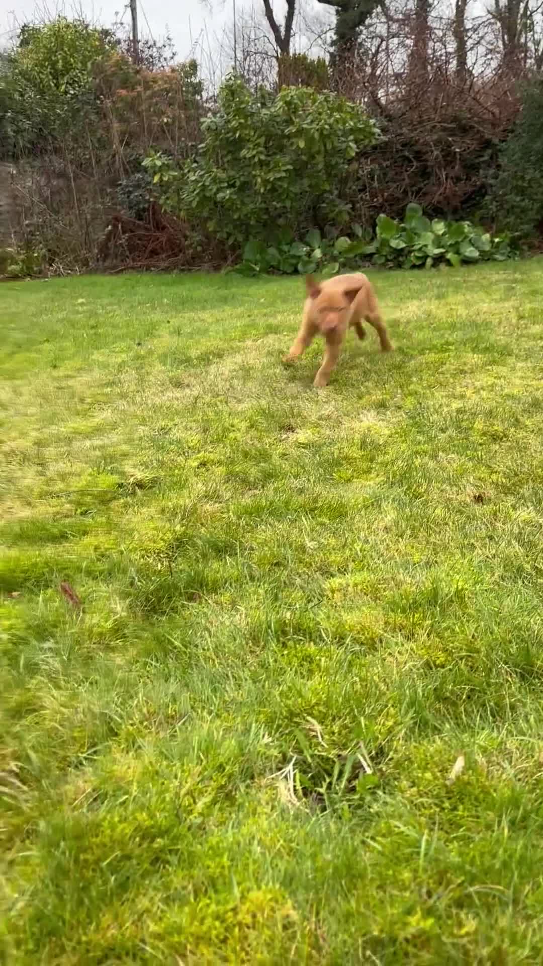 Welsh Collie dogs for sale: Welsh Sheepdogs  - Video 1