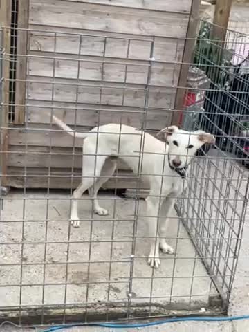 Saluki dogs for sale: Saluki Whippet Grey  in Worcester - Video 1
