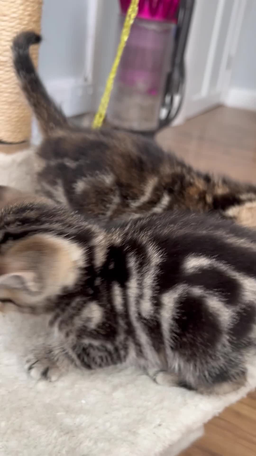 Mixed Breed cats for sale: Bengal/Russian blue kittens  - Video 1
