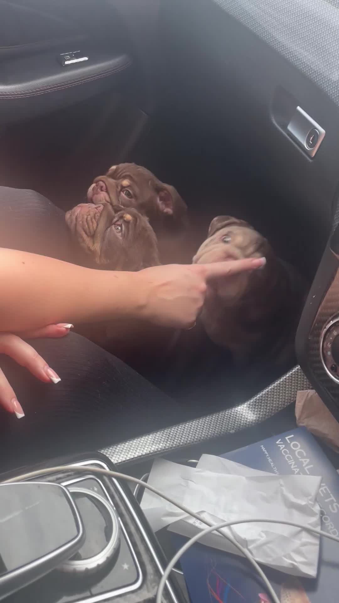 English Bulldog dogs for sale: World class English bulldogs / reduced  - Video 1