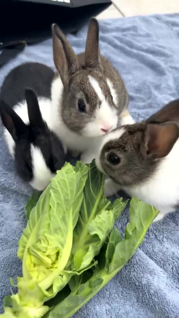 Dutch rabbits for sale: Beautiful baby Dutch bunnies for sale 6 weeks old - Video 2