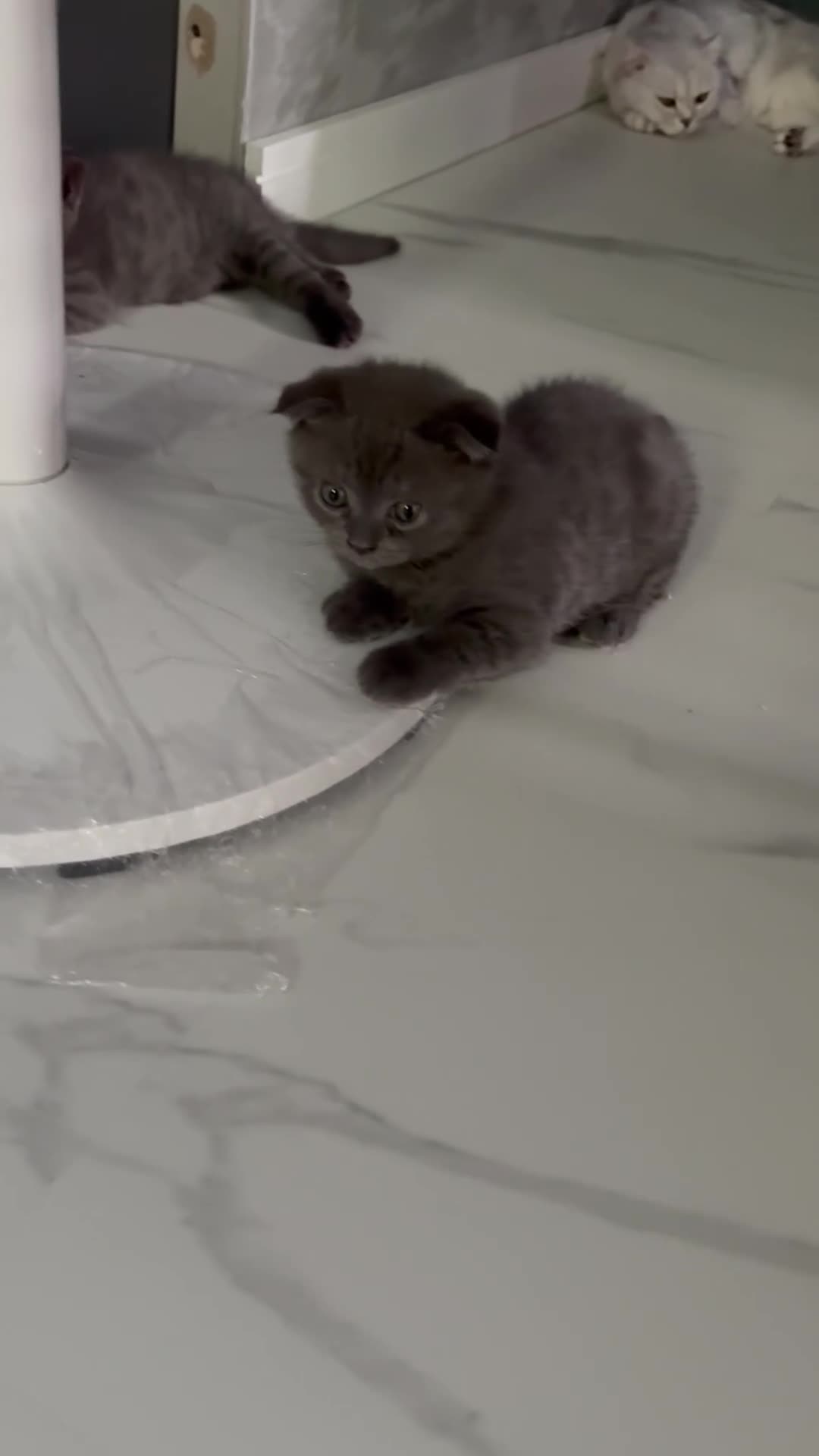 Scottish Fold cats for sale: 🐾4 Beautiful Scottish Fold Kittens🐾 - Video 2