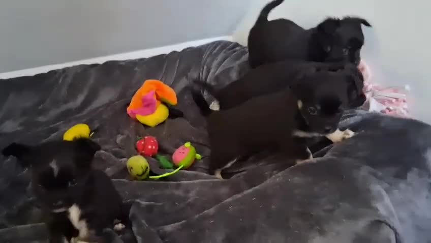 Chihuahua dogs for sale: Quality Longhair Chihuahua Puppies - Video 4
