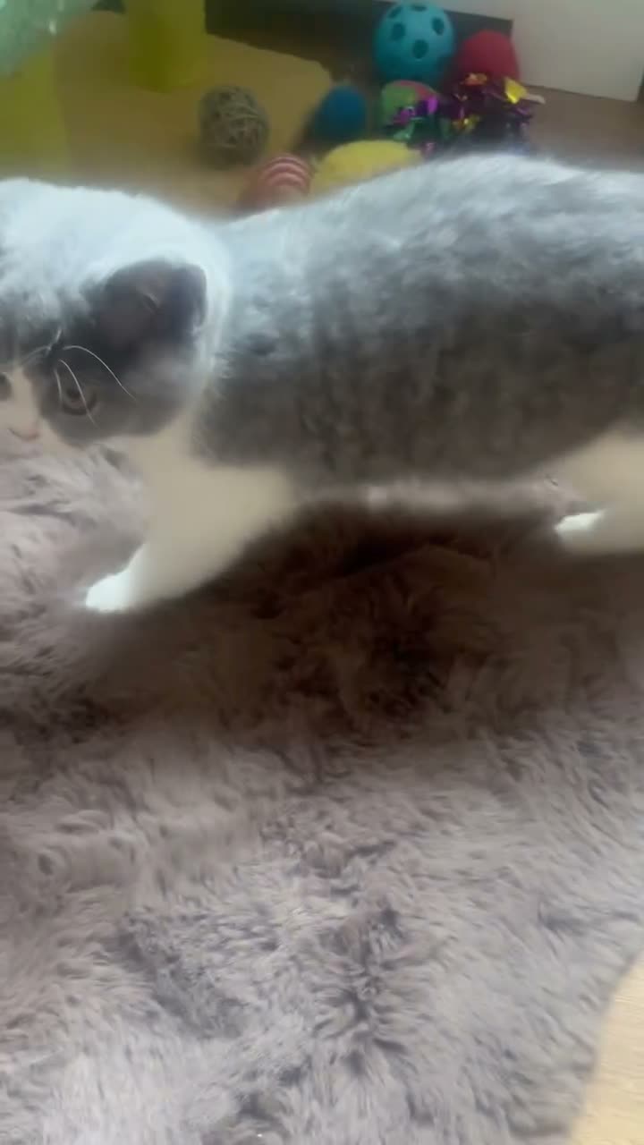 British Shorthair cats for sale: GCCF British Shorthair Blue Bicolour Ready Now - Video 3