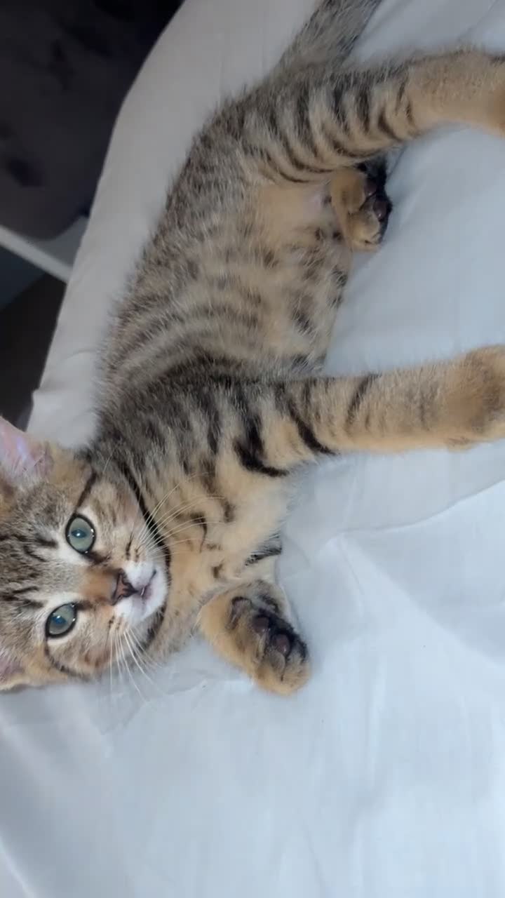 Mixed Breed cats for sale: kittens for sale  in Blackburn - Video 3