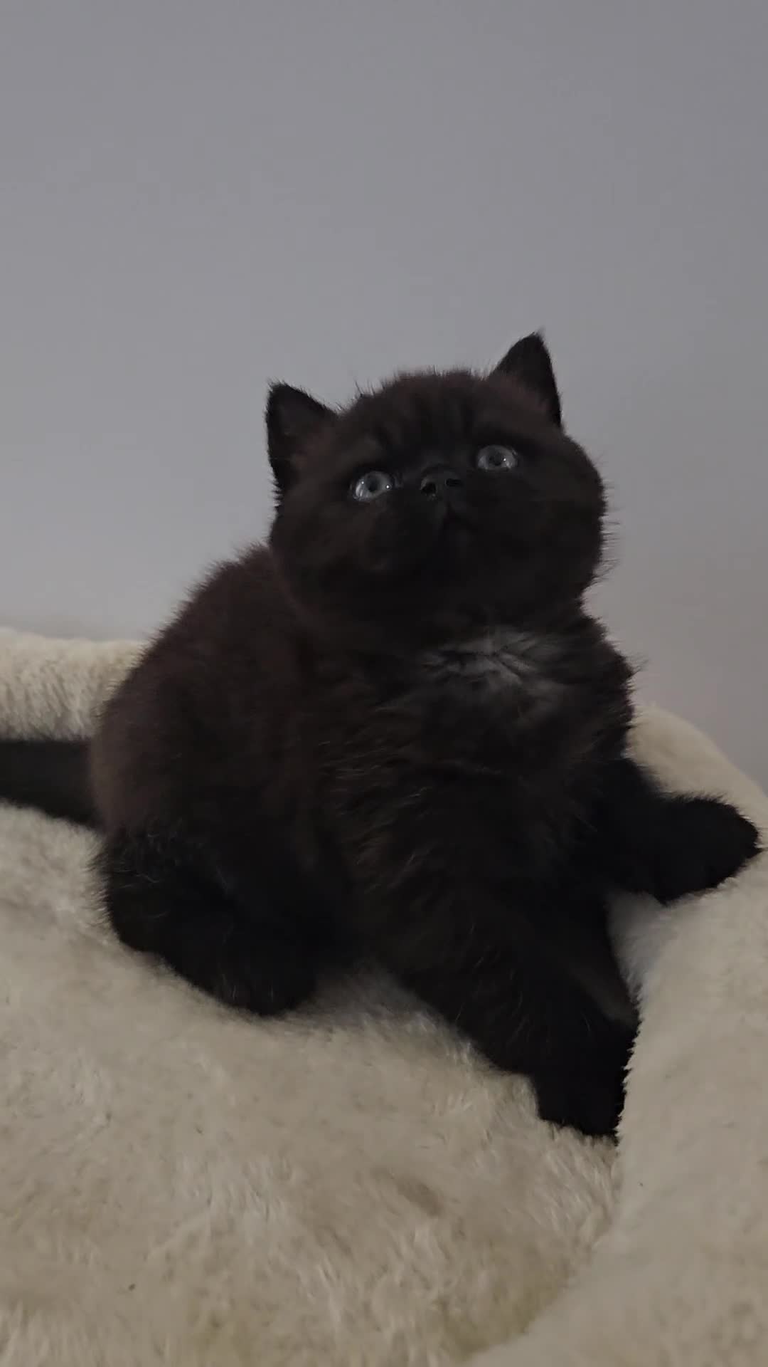 Persian cats for sale: Chunky Persian × British  - Video 4