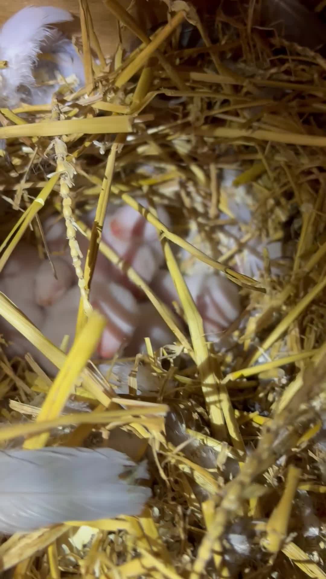 Ferret rodents for sale: Albino kits looking for new 🏡  in Sheffield - Video 4