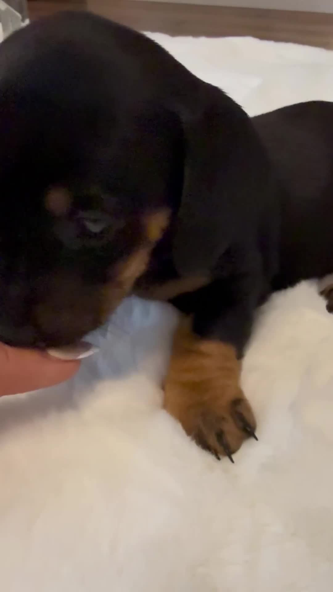 Dachshund dogs for sale: Dachshunds for sale   - Video 3