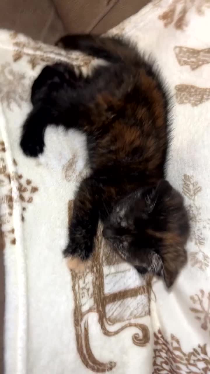 Mixed Breed cats for sale: Calico cross tabby  - Video 1