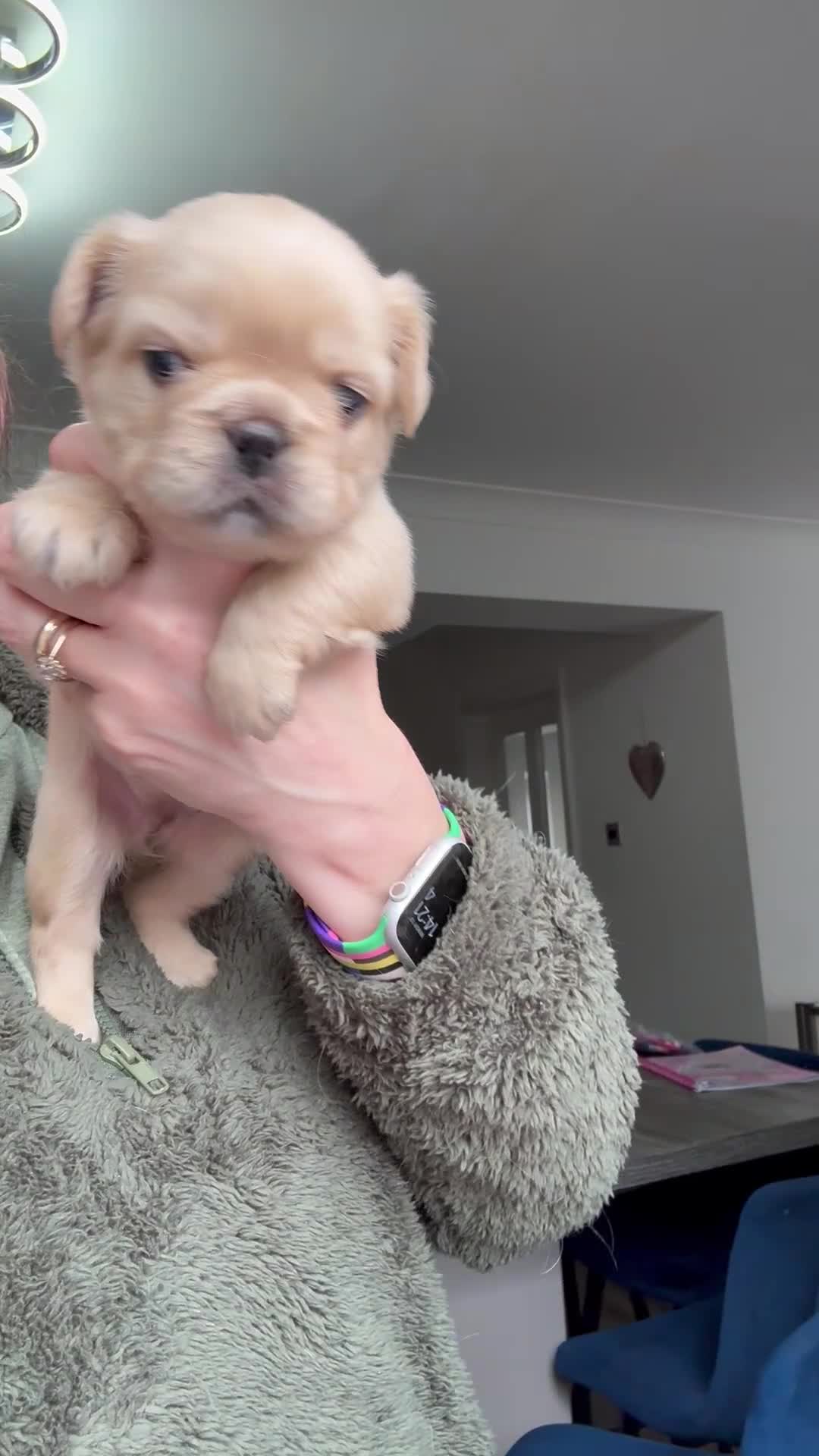 French Bulldog dogs for sale: Last adorable female cream Fluffy French Bulldogs  - Video 4