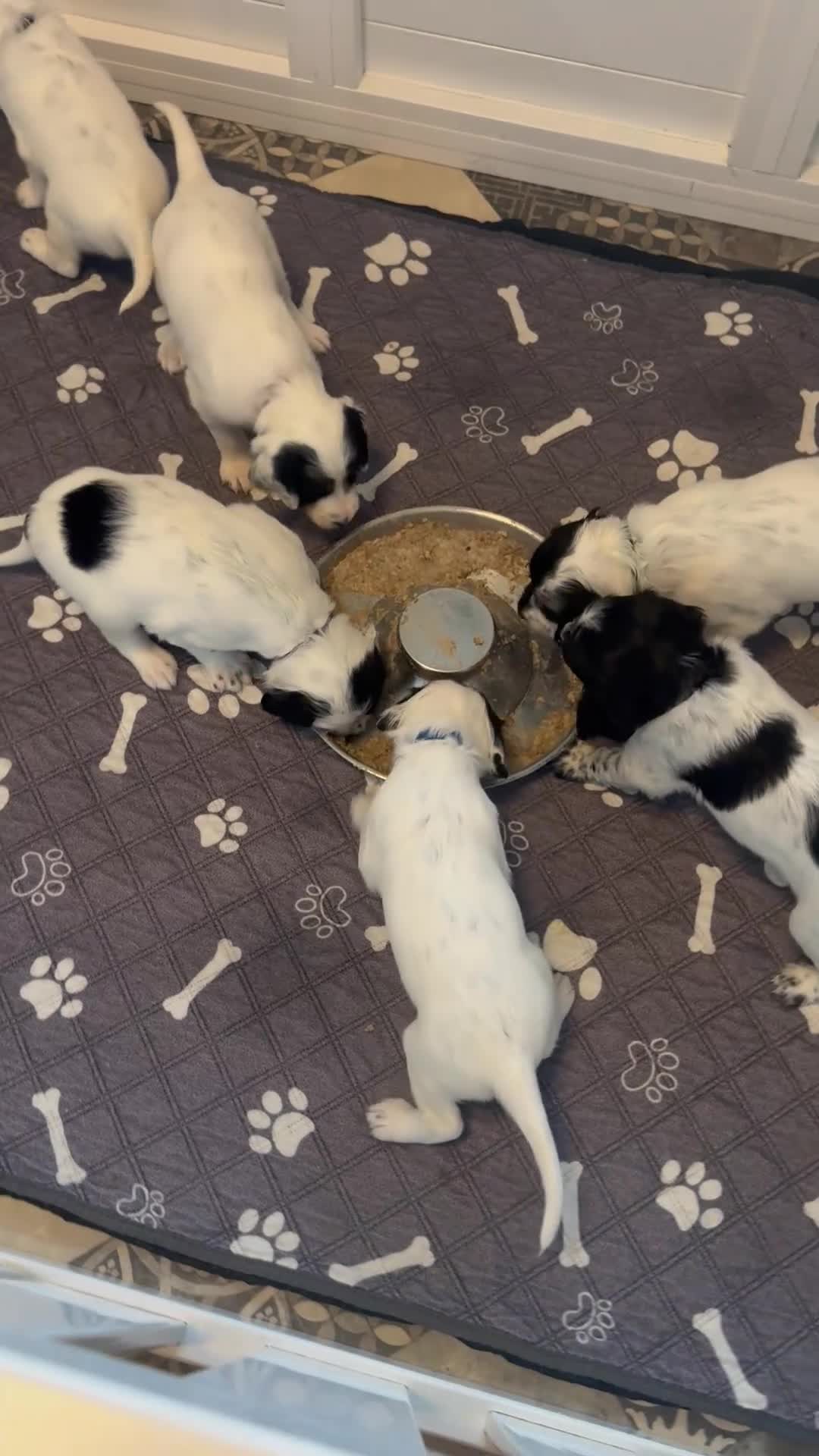 English Setter dogs for sale: Working English Setter Puppies –  KC Reg - Video 1