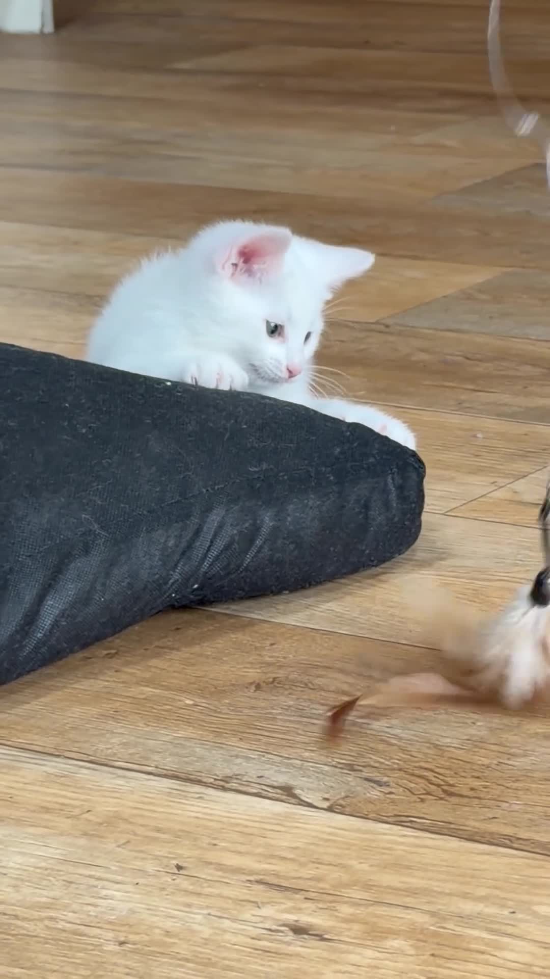 Mixed Breed cats for sale: 2 Beautiful Russian White Cross Female Kittens  in Barton-upon-Humber - Video 1