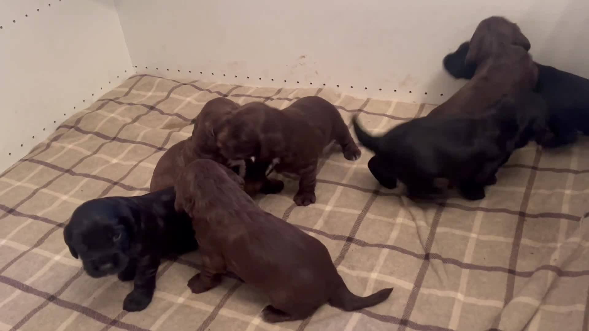 Sprocker dogs for sale: 🐾Beautiful Spaniel looking for a loving home.  in London - Video 2