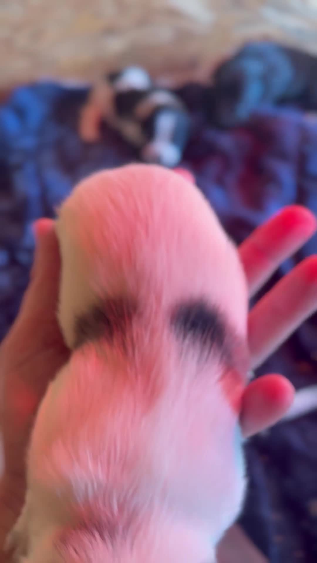 Mixed Breed dogs for sale: 4 beautiful spaniel X jack russel pups ❤️ - Video 4