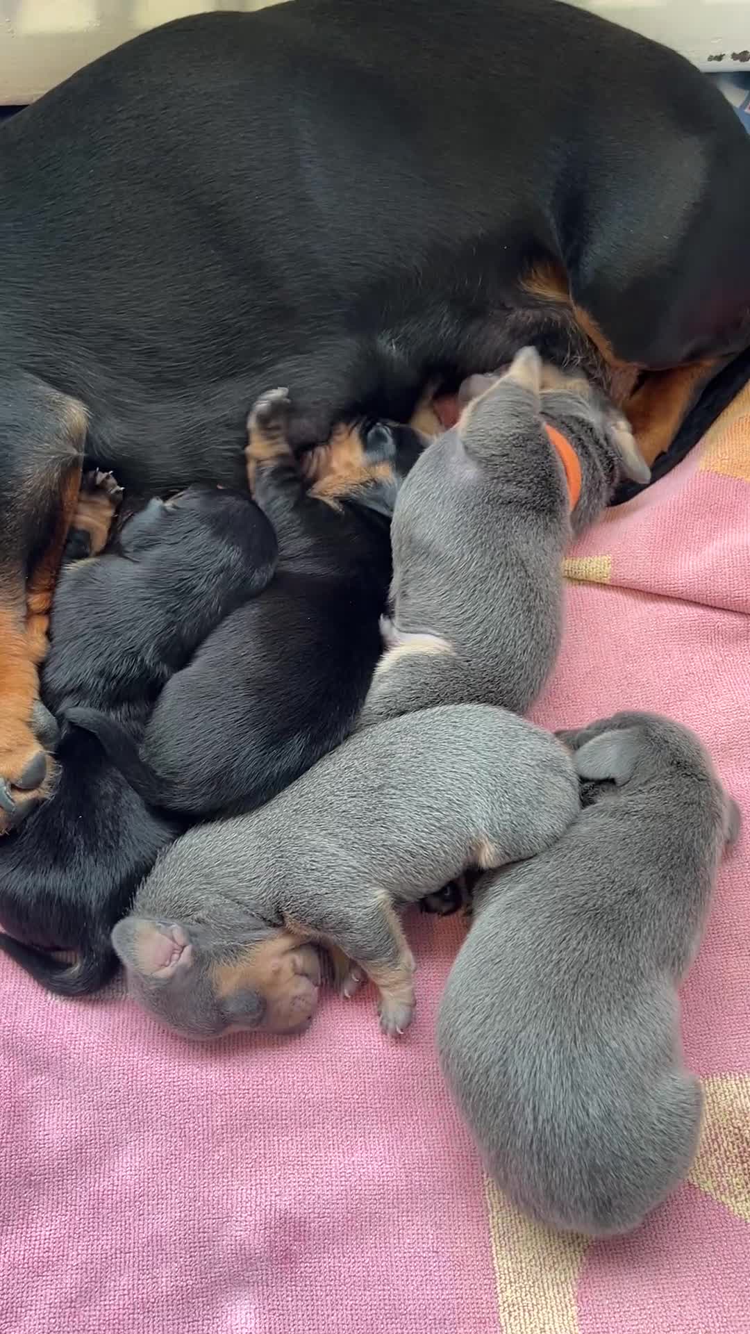 Dachshund dogs for sale: Lilac and tan dachshund puppies Black and Tan  in Canterbury - Video 3