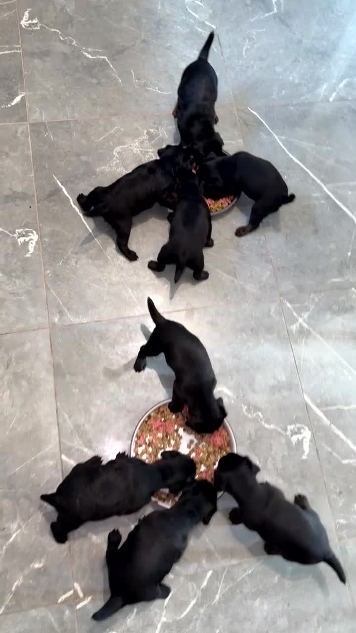 Patterdale Terrier dogs for sale: 3 patterdale terriers puppies available  - Video 1