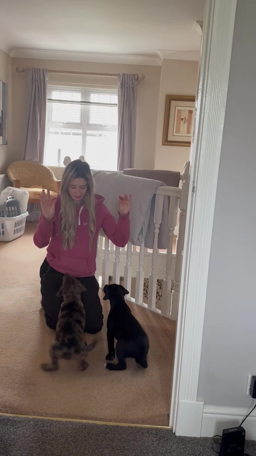 Mixed Breed dogs for sale: OSCAR - Video 1