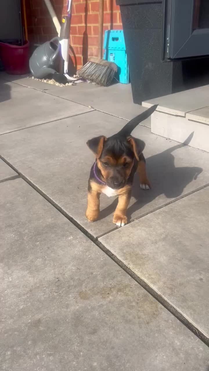 Jack Russell dogs for sale: Jack Russell puppies - Video 1