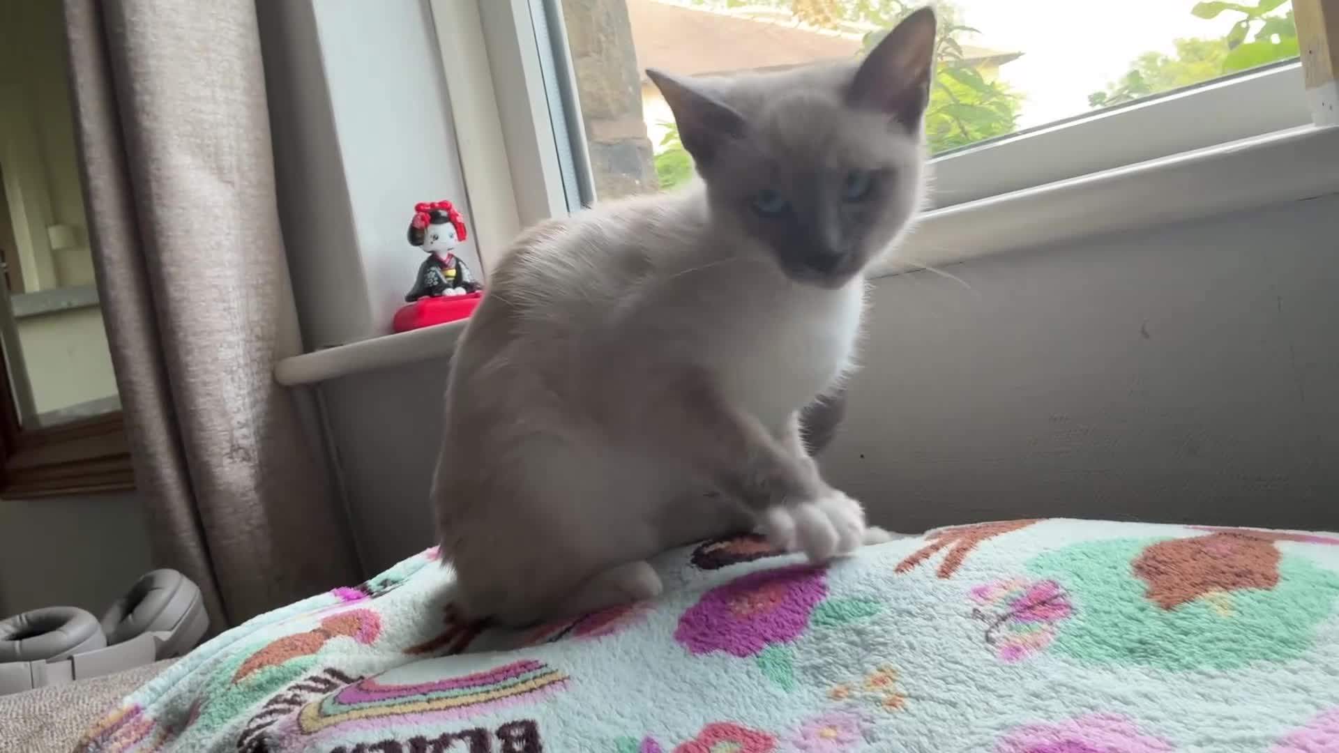 Ragamese cats for sale: Two Beautiful Ragamese Girls Ready To Leave Now - Video 2