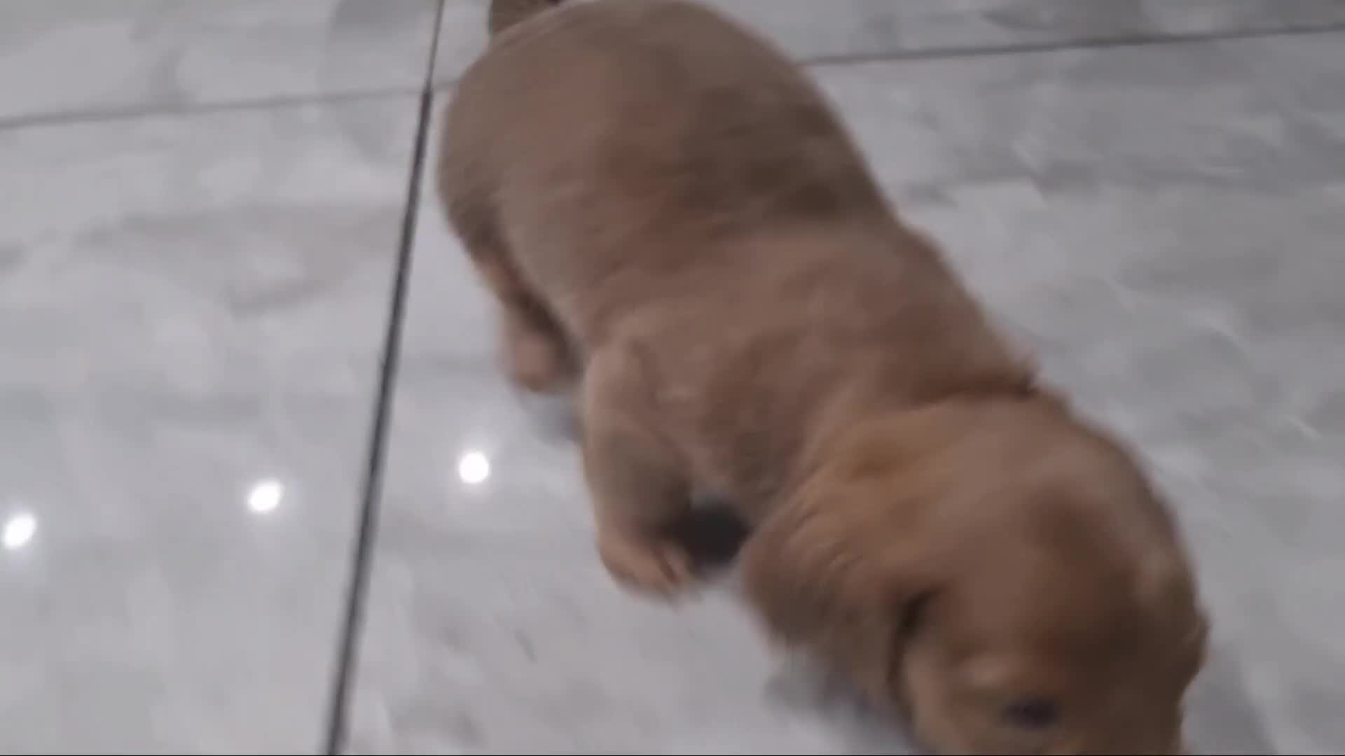 Miniature Dachshund dogs for sale: Last remaining  long  haired  girl  reduced - Video 1