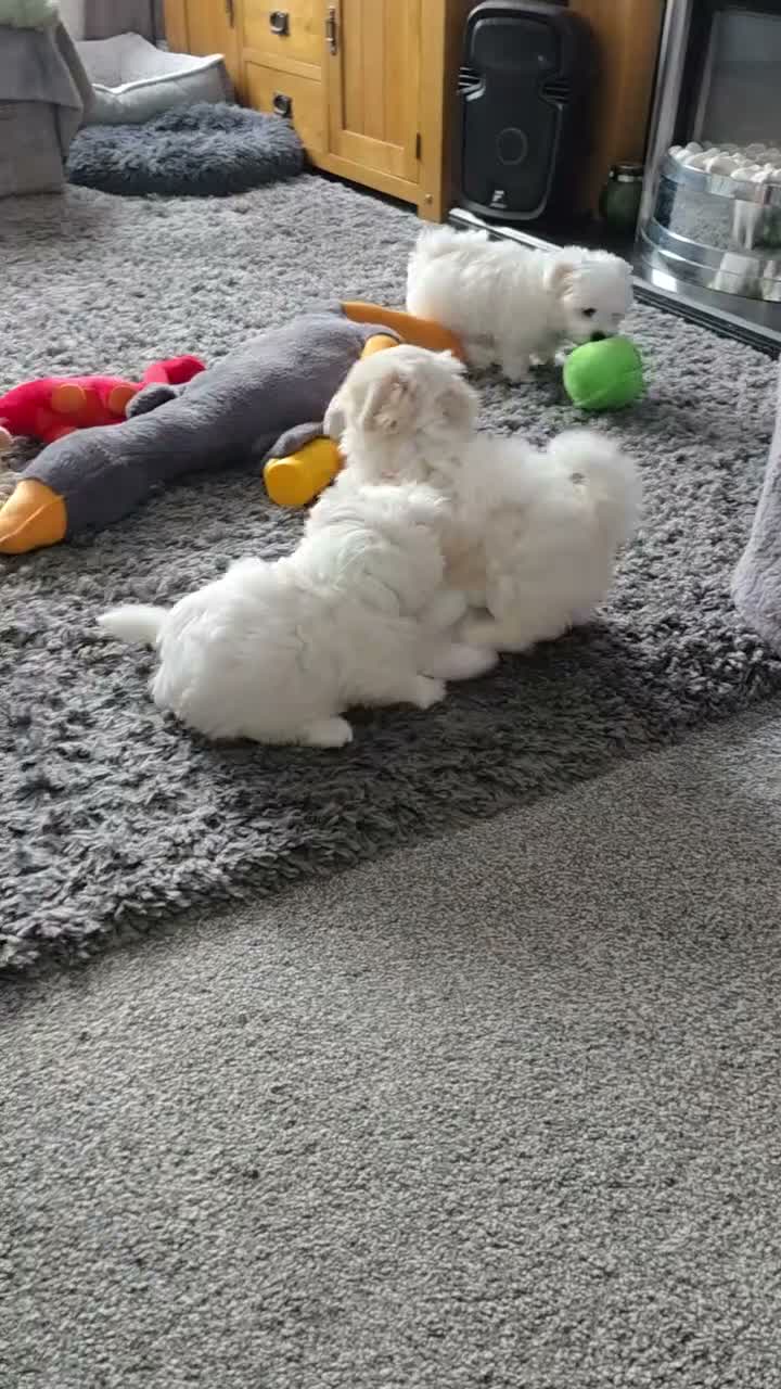 Maltese dogs for sale: Fabulously gorgeous maltese in Stevenage - Video 1