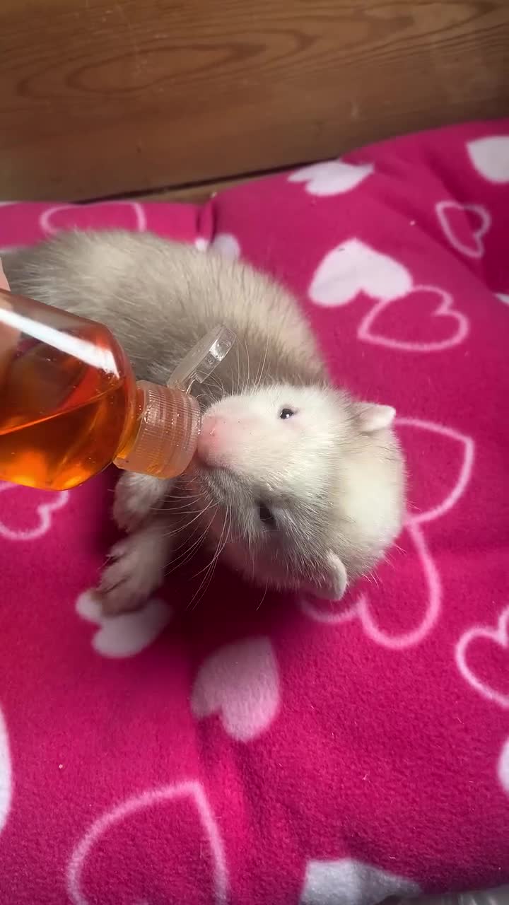 Ferret rodents for sale: Part Angora hob - Video 1