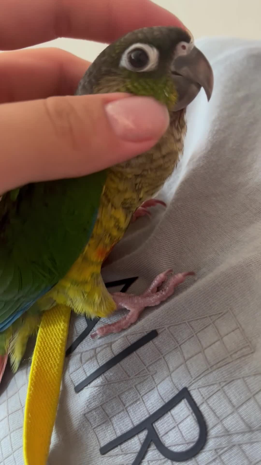 Conures birds for sale: Mr meto - Video 2