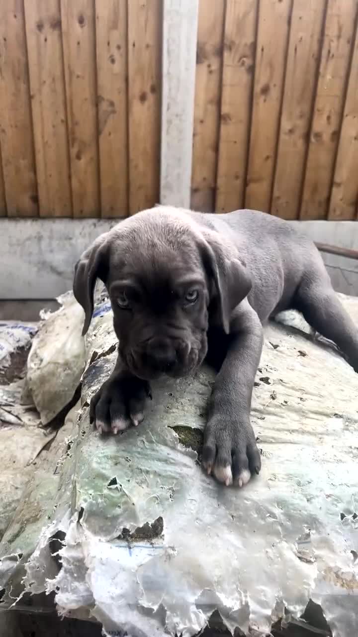 Cane Corso dogs for sale: Cerberus champion bloodline cane corso - Video 4