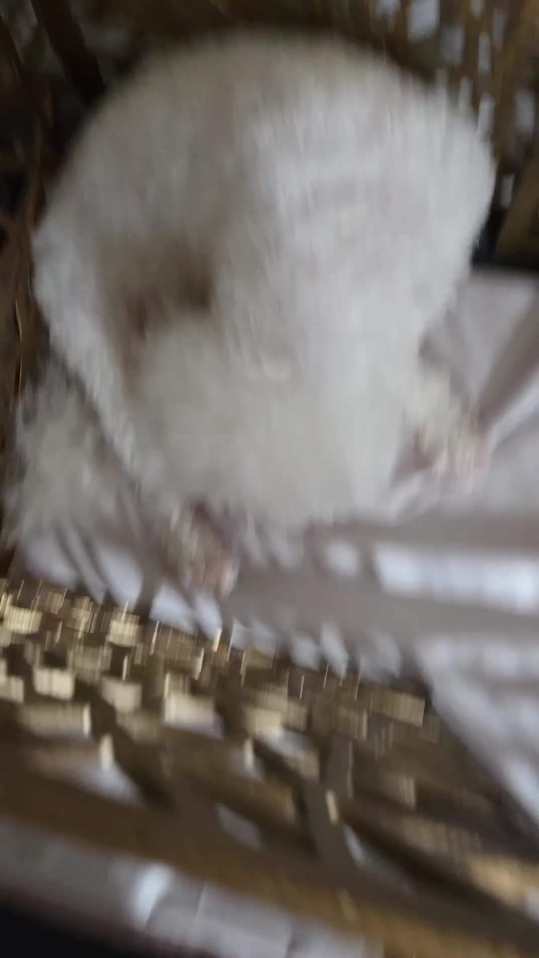 Bichon Frise dogs for sale: Male bichon - Video 2