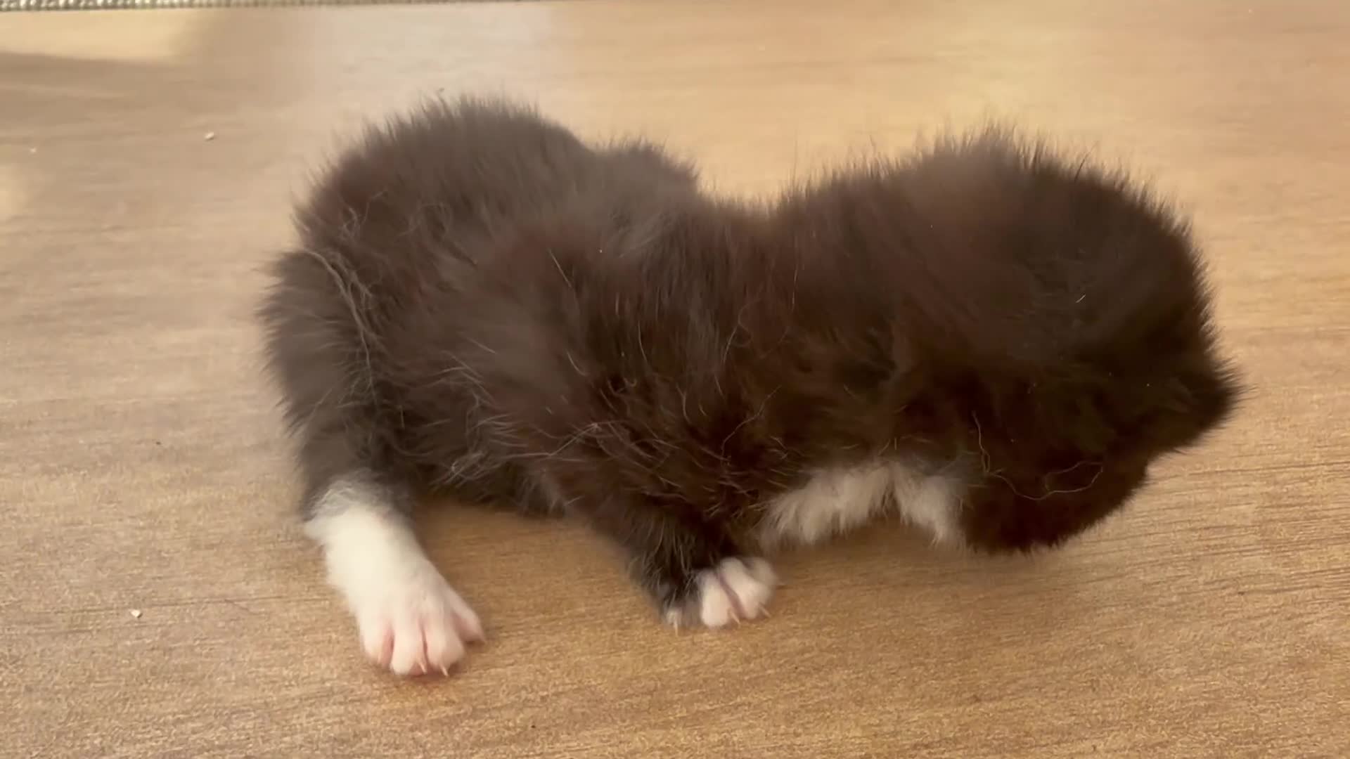 Norwegian Forest Cat cats for sale: Beautiful single tuxedo kitty girl - Video 1