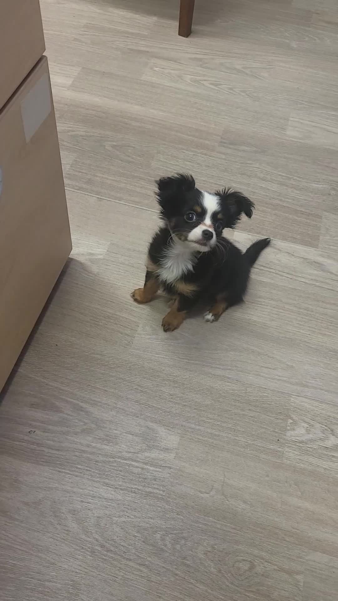 Chihuahua dogs for sale: Chihuahua long-haired female  - Video 1