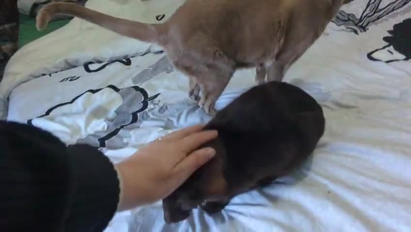 Oriental cats for sale: 2 stunning boys available  - Video 1
