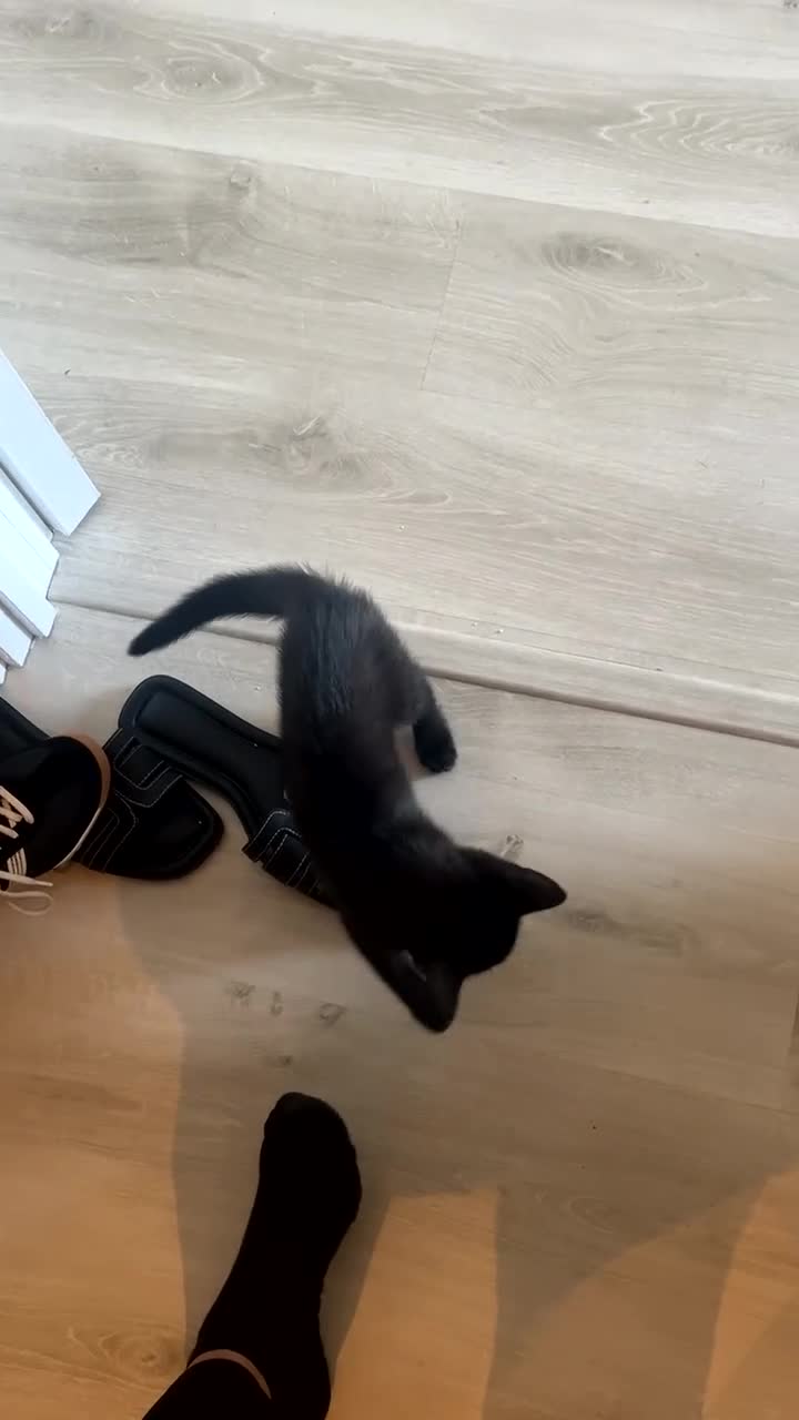 Mixed Breed cats for sale: British Shorthair Cross Kittens - 8 Weeks - Video 5