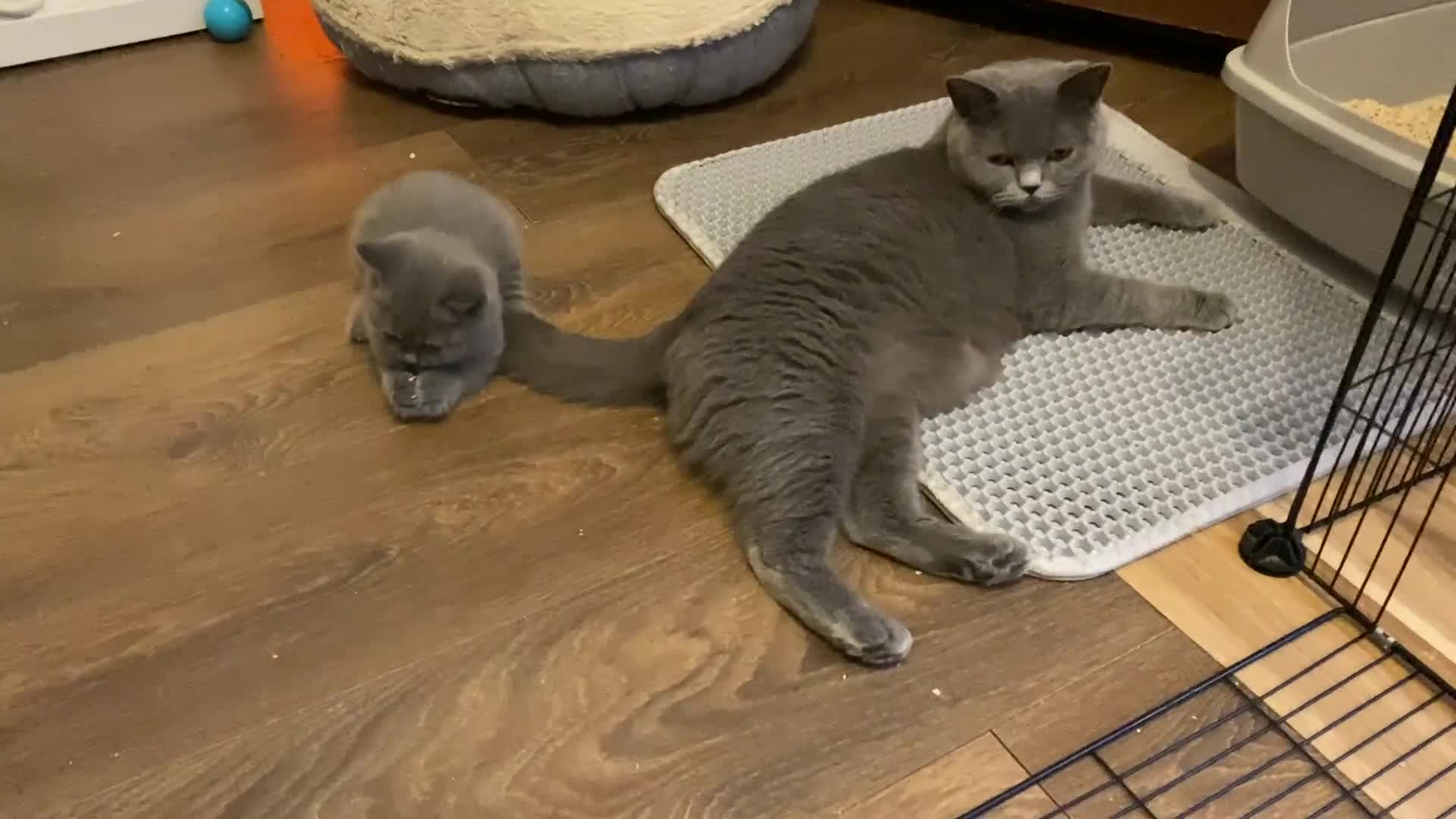 British Shorthair cats for sale: GCCF BRITISH SHORTHAIR KITTENS - Video 2