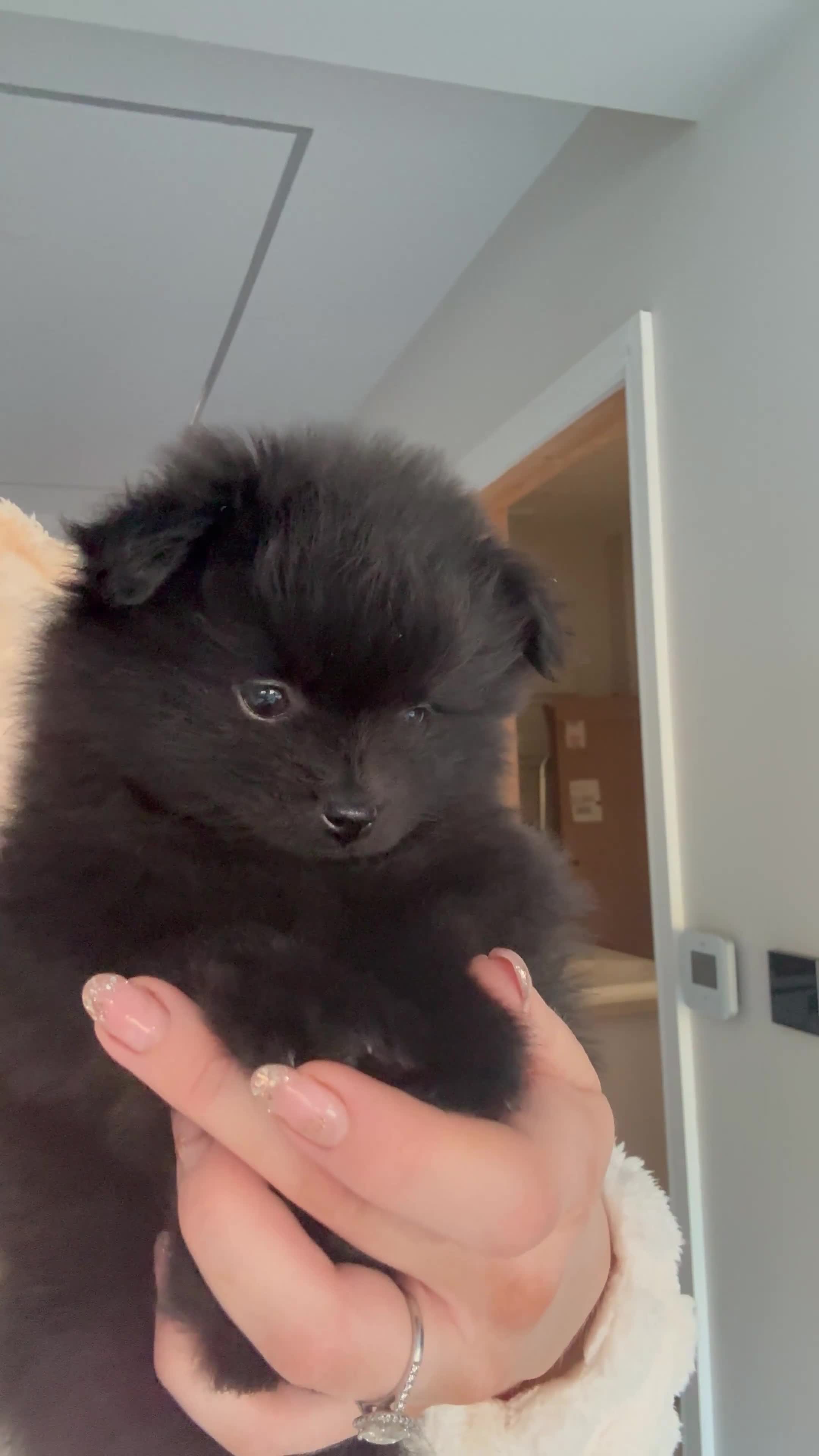 Pomeranian dogs for sale: Black Pomeranian Boy looking for his forever home - Video 2