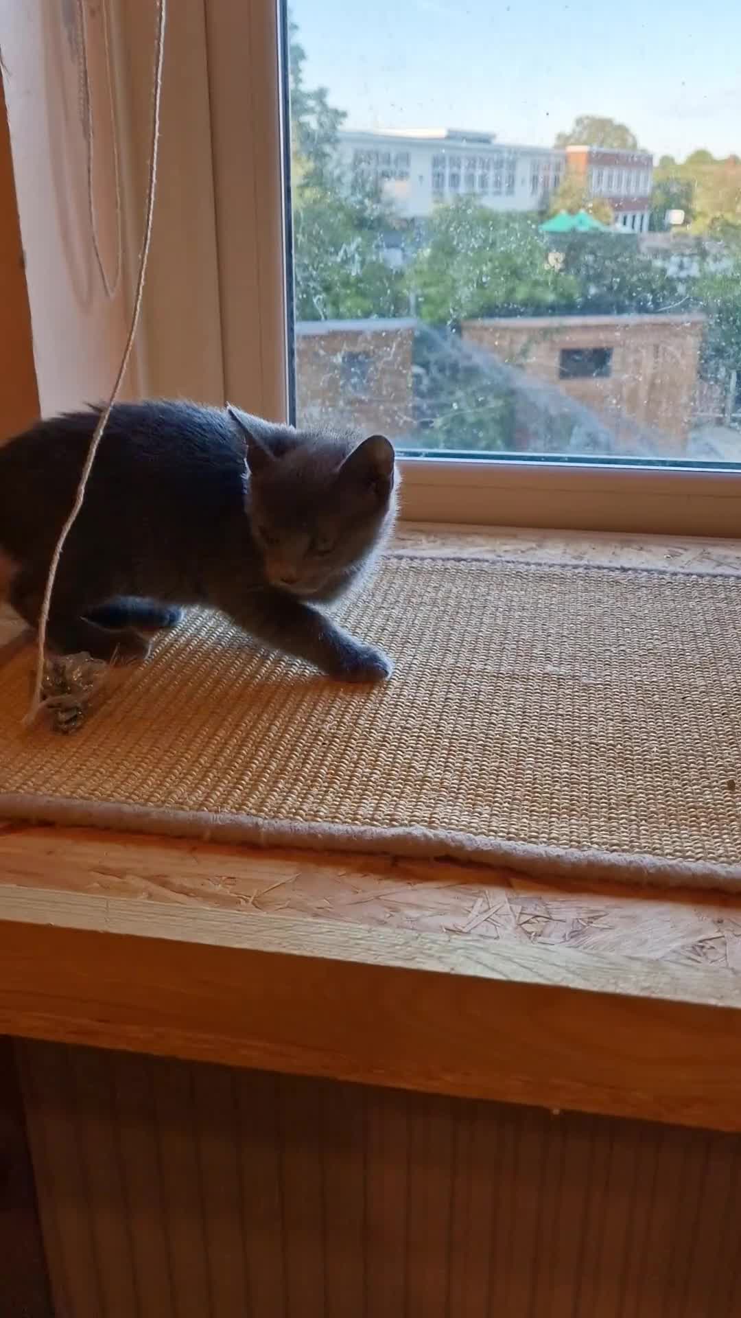 Russian Blue cats for sale: Russian Blue Female kitten for sale - Video 2