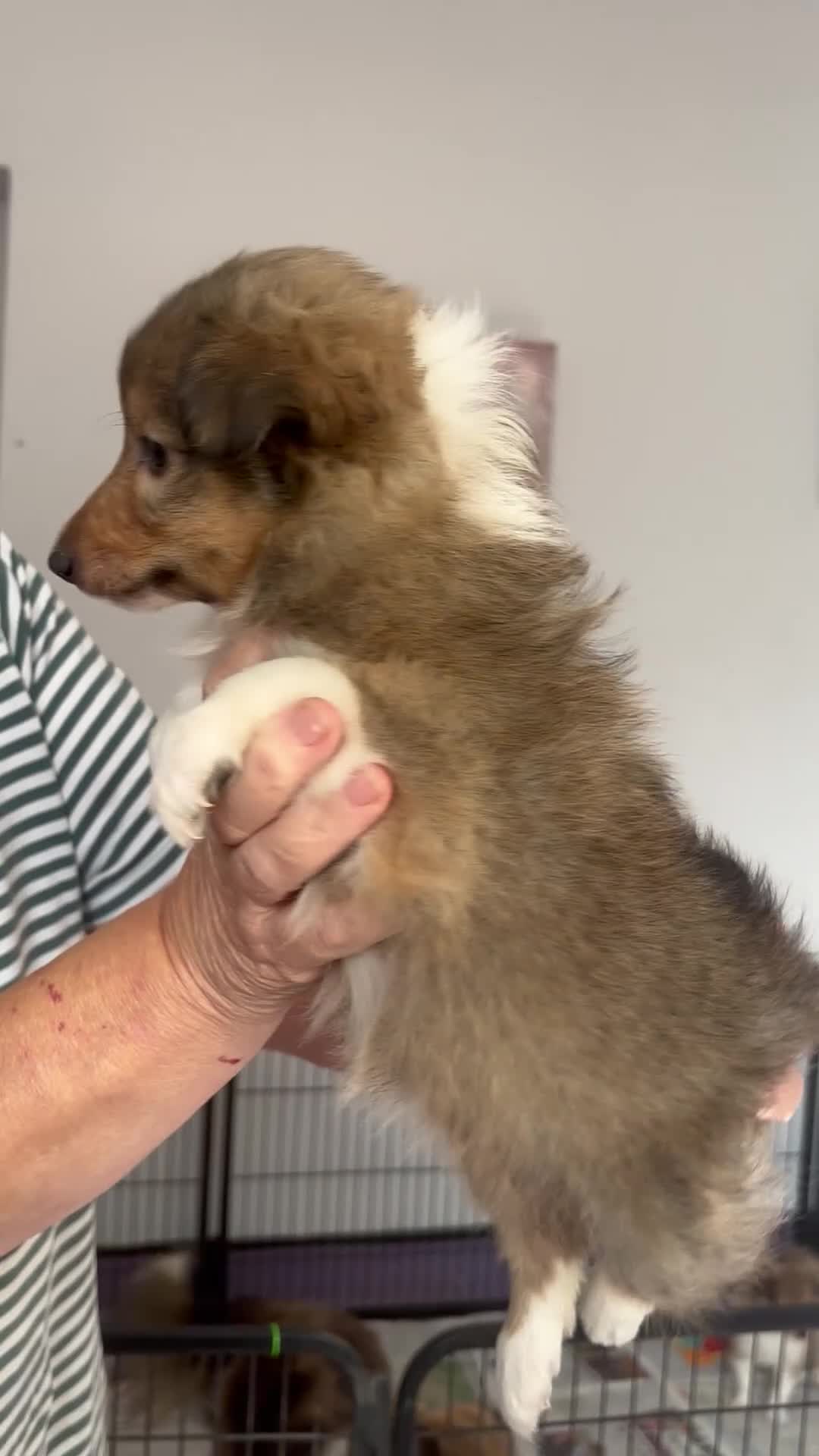 Shetland Sheepdog dogs for sale: Beautiful sable Shetland sheepdog puppies  - Video 1