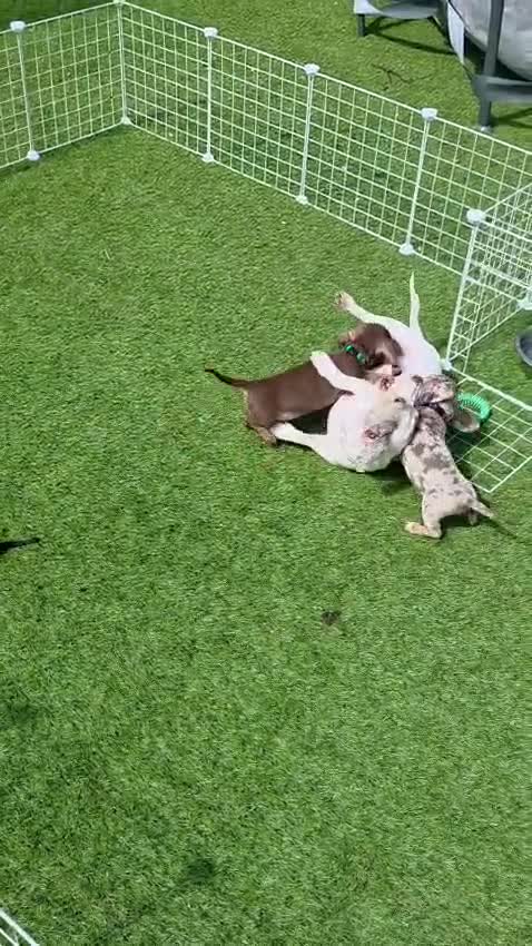 Miniature Dachshund dogs for sale: Minature dachshund pups - Video 2