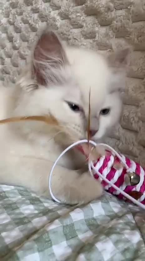 Ragdoll cats for sale: Ragdolls Mink Sepia TICA Cherubims Quality  - Video 3