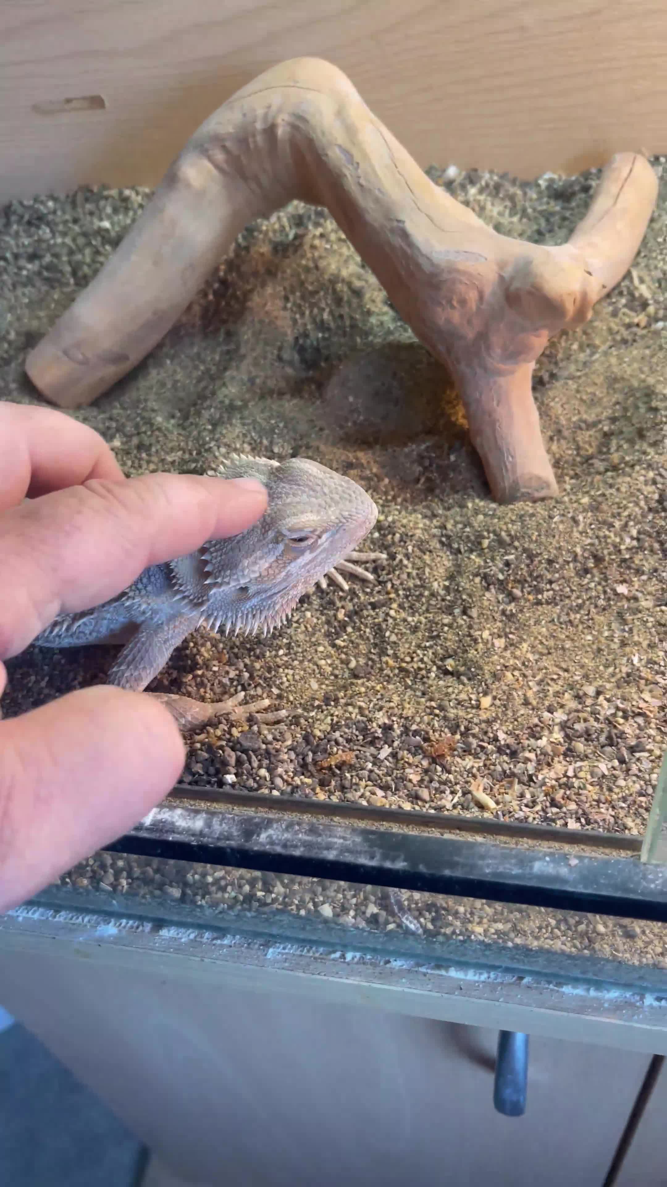 Bearded Dragon reptiles for sale: Bearded dragon and full set up for sale - Video 2