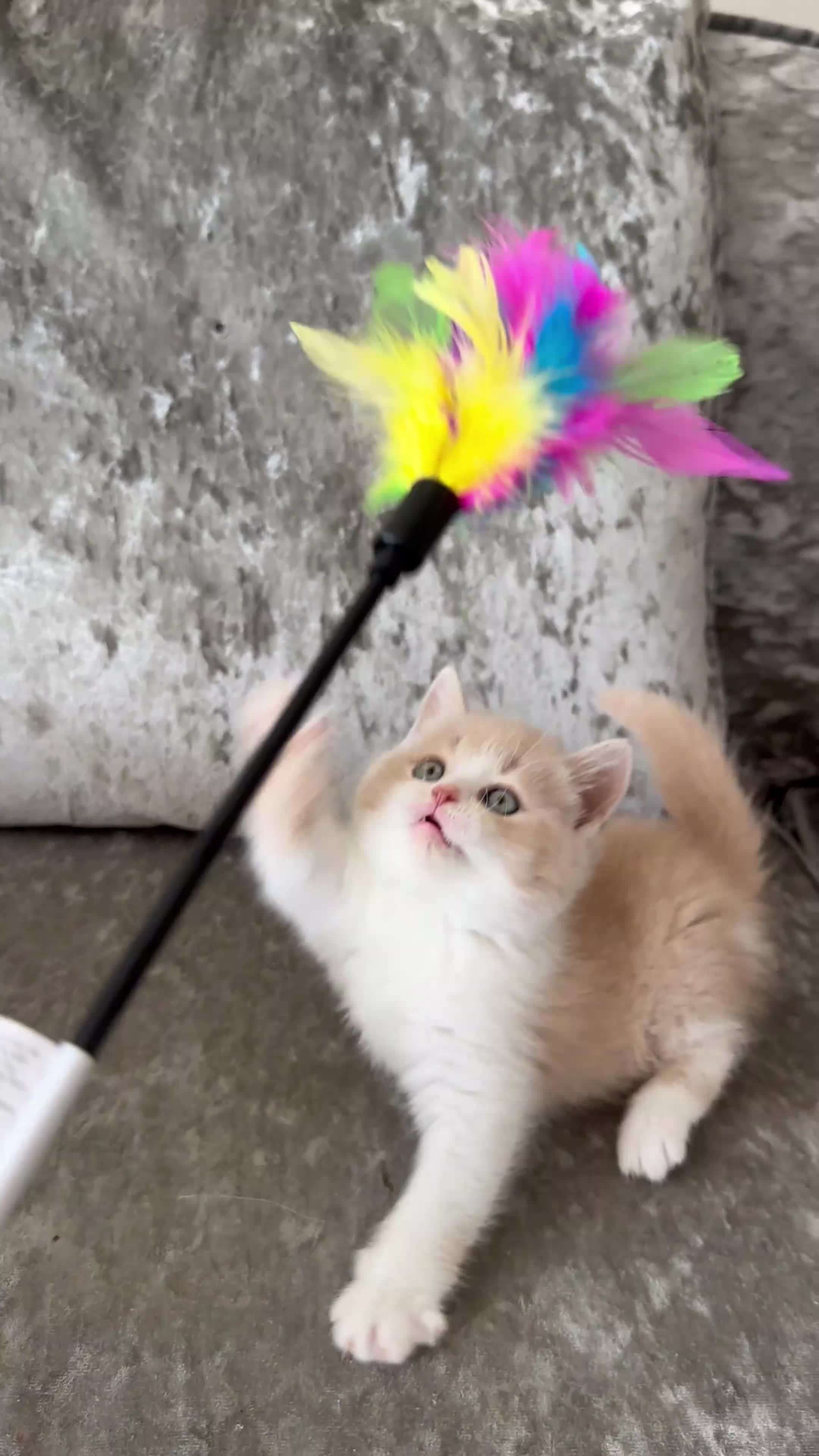 British Shorthair cats for sale: 🐻British Short & Long Hair TICA REG🐻 - Video 1