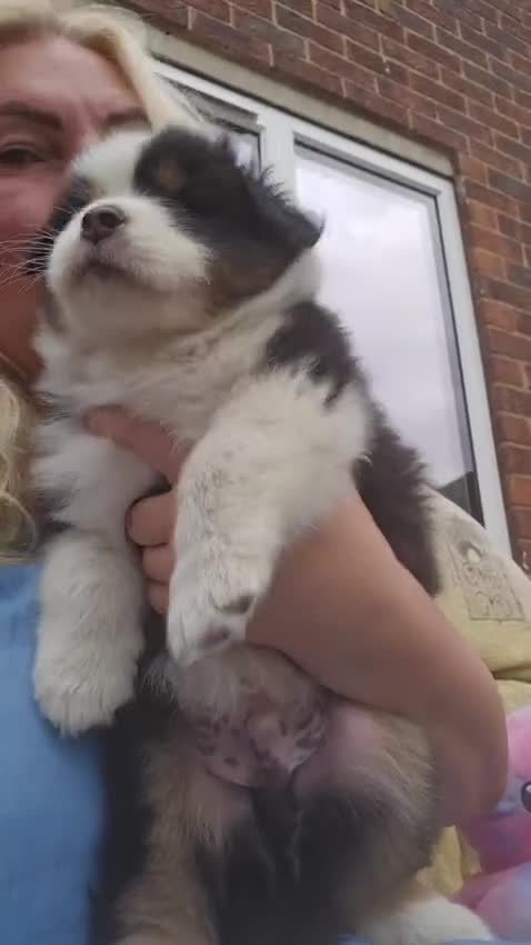 Australian Shepherd dogs for sale: Australian Shepherd  - Video 1